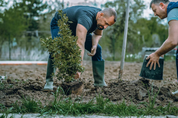 Best Root Management and Removal  in Parkville, MD