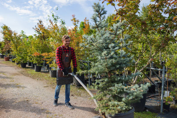 Best Emergency Tree Removal  in Parkville, MD